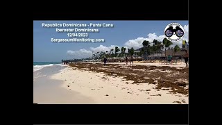 2023 Sargazo  Republica Dominicana  Punta Cana Iberostar Dominicana [upl. by Bonis656]