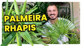 PALMEIRA RÁFIA  CONHEÇA E APRENDA COMO CUIDAR DA SUA RHAPIS [upl. by Royal131]