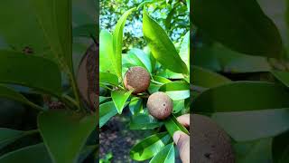 चिकू Sapodilla fruit fruit shots shortstrending [upl. by Isnan]