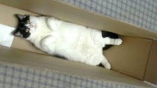 Warning You will get STOMACH ACHE FROM LAUGHING SO HARD  Funny CAT compilation [upl. by Gregrory]