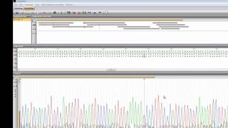 Import and assemble sequencer chromatogram files in Assembler BioNumerics 6 [upl. by Corso]