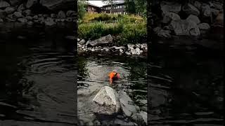 What is the diffrence between wading and bading 🤣 short [upl. by Pablo]