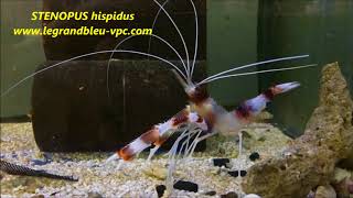 legrandbleuvpccom  STENOPUS hispidus [upl. by Lanfri]