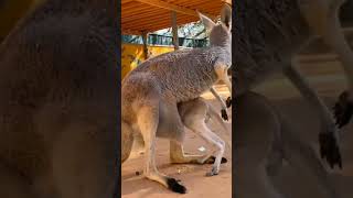 Red Kangaroo Australia national animal animals wildlife kangaroo [upl. by Coster277]