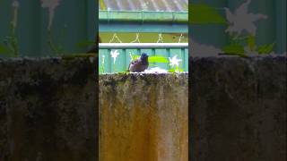 KONDA KURULLAREDVENTED BULBULbirdbirdloversviralvideoshortvideoviralshortviralsrilanka [upl. by Adnuhsar]