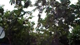 Costa Rica  Baby Monkey Falls From Tree [upl. by Ysac]