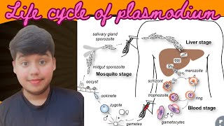 Life Cycle of Plasmodium  in just 5 min  Class 12  Biology  Human Health amp Disease  Detailed [upl. by Avigdor]