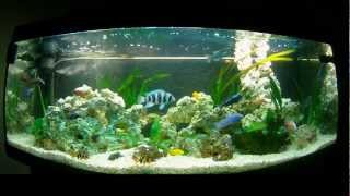 Cichlids Malawi Tanganyika 450L [upl. by Teresa103]