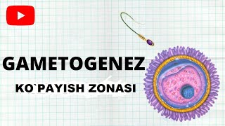 GAMETOGENEZ KOPAYISH ZONASI  GREAT BIOLOGY [upl. by Adnola451]