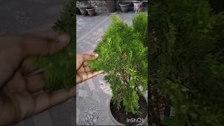 Morpankhy plant ke fayde Morpankhy plant   Thuja plant  shorts viralshorts thuja morpankhi [upl. by Frame]