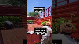 Khaya senegalensis plant loading original mahogany shorts 6379549907 [upl. by Adnarrim930]