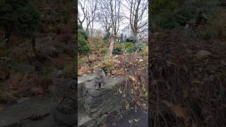 shorts asmrsounds asmrvideo naturesounds nature asmr kyiv cat cats [upl. by Neeuq]