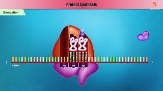 Bacterial Protein synthesis Animation  Initiation Elongation and Termination [upl. by Gross447]