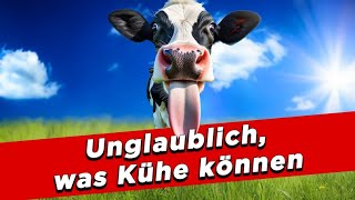 Unglaublich was Kühe können  My KuhTube Film 901 [upl. by Anoid]