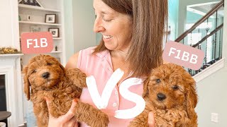 Which Goldendoodle Generation Is Right For You [upl. by Sivar]