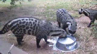 African Civet Cats Banquet [upl. by Massie687]