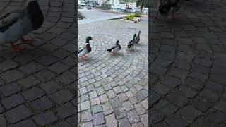 Duck 🦆 quack Duck so cute🥰shortyoutubevideo travel volgoitalia italy [upl. by Langham656]