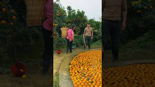 Orange fruit video 🍊🍊 Amazing Morang Fruits shorts motivation youtubeshorts [upl. by Drofnelg]