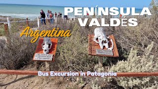 4K Península Valdés Wildlife Bus Excursion in Patagonia Chubut Argentina [upl. by Newnorb]