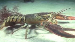 Food Facts amp Information  Why Are Lobsters Cooked Alive [upl. by Anwahsat]