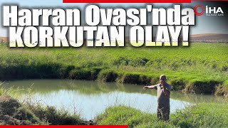 Harran Ovasında Oluşan Dev Obruklar Çiftçileri Korkutuyor [upl. by Lenore792]