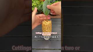 教你用黄豆养花Teach you how to grow flowers with soybeans 花草 garden 养花plantsbonsai园艺 种植技术https 科普 [upl. by Aden]