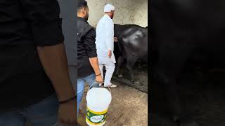 हरियाणा के पशुपालक डेरी फार्म dairyfarming buffalo bull cow dairyfarm Pashupalan Vibhag [upl. by Ikoek]