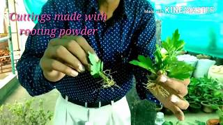 गुलदाउदी की कटिंगस लगाने का सबसे अच्छा तरीका सीखिए । Chrysanthemum cutting method [upl. by Clement]