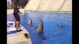 Entrenamiento Delfines  Aquópolis Costa Dorada [upl. by Anoyet]