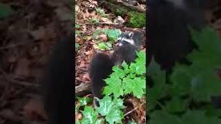 What Sound Do Raccoons Make  Raccoon Chittering [upl. by Ativak]