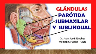 🥇 ANATOMÍA DE LA GLÁNDULA PARÓTIDA SUBMAXILAR Y SUBLINGUAL Fácil Rápido y Sencillo [upl. by Consuela]