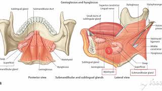 Submandibular gland relations 3 [upl. by Tehc]