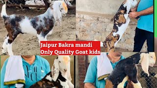 Chainpura Bakra mandi New Video  jaipur bakra mandi 2024 with price detail and bacche kaise pale [upl. by Morganne]