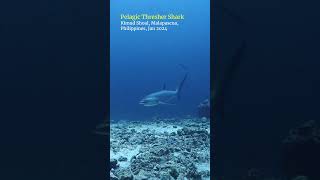 Pelagic thresher shark malapascua philippines scubadiving [upl. by Miki]