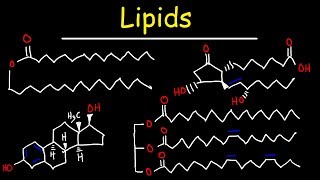 Lipids  Fatty Acids Triglycerides Phospholipids Terpenes Waxes Eicosanoids [upl. by Eimaraj]