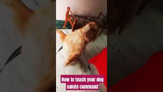 Dog training commands Salutebestguarddog dogtraining funny guarddogbreeds dogtrainer pets lab [upl. by Sixele]