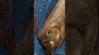 IKAN PENANDA KIAMAT  Penemuan Ikan Monster Dari Dasar Laut ikan monster fish viral shorts [upl. by Anilorac411]