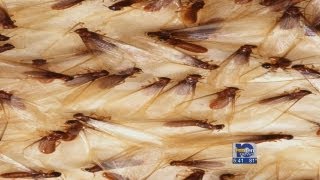 Termites swarm Experts say normal this time of year [upl. by Novello]