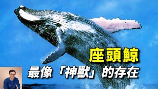 唯一讓虎鯨懼怕的動物，神獸「鯤」的原型，充滿正義感的海洋代言人——座頭鯨！【老肉雜談】動物 海洋生物 野生動物 鯨 whale [upl. by Durrej]