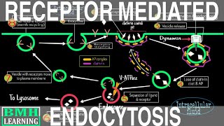 Receptor Mediated Endocytosis  Clathrin Mediated Endocytosis  Endocytosis Part 4 [upl. by Enitsenre]