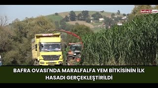 Bafra Ovasında Maralfalfa Yem Bitkisinin İlk Hasadı Gerçekleştirildi [upl. by Orabelle361]