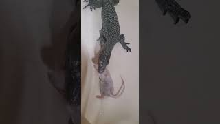 Feeding Mangrove Monitorreptiles lizard love lizardlove monitorlizard animals cute food [upl. by Vlad]