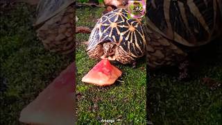 STAR ⭐ tortoise 🐢🐢indian Tortoise 🐢🐢 [upl. by Anelagna315]