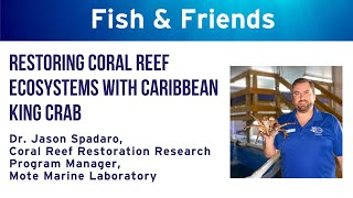 REEF Fish amp Friends  quotRestoring Coral Reef Ecosystems with Caribbean King Crabquot [upl. by Gruber598]