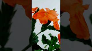 crossandra plant 😍🥳🥰 crossandra gardening flowers summerflower viralshorts [upl. by Tay]