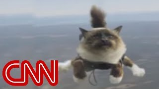 Skydiving cats cause uproar [upl. by Aisylla542]