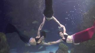 Mermaid Aquarium Show yes they are real [upl. by Monk]