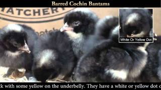 Barred Cochin Bantam Chicks [upl. by Aitram]