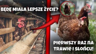 URATOWAŁEM KURY Z FERMY REAKCJA NA PIERWSZĄ TRAWĘ [upl. by Viglione957]