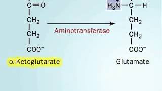 Biosynthesis of Arginine [upl. by Bob51]